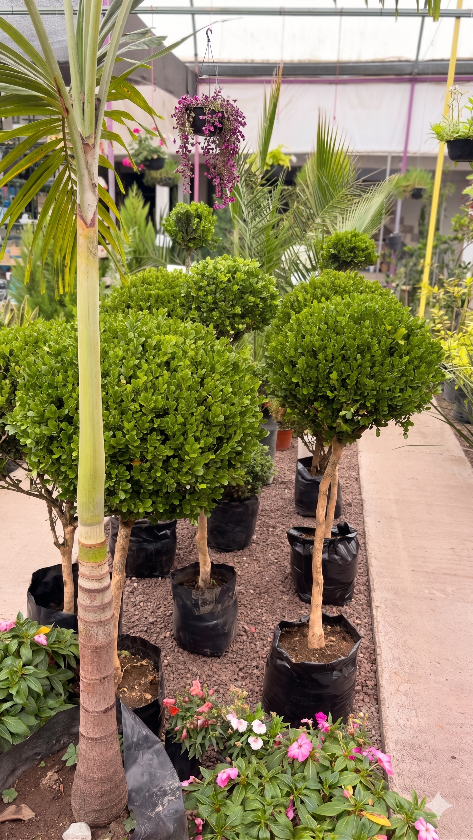 Helechos y plantas tropicales iluminados por luz natural suave